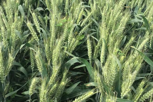 天民118小麦种子简介，弱春性品种