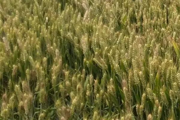 泛麦37小麦种简介，适宜播种期10月中下旬