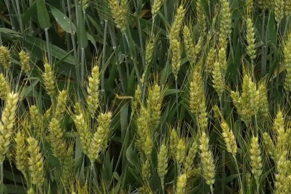 科麦1609小麦种简介，适宜播种期10月上中旬