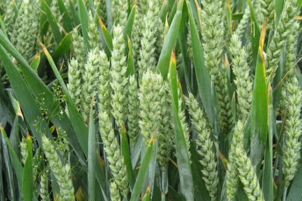 福满多1号小麦品种的特性，每亩适宜基本苗16～24万