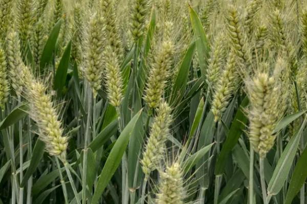 科麦1609小麦种简介，适宜播种期10月上中旬