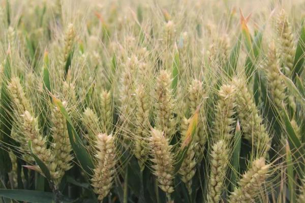 偃丰28小麦品种简介，每亩适宜基本苗16～18万