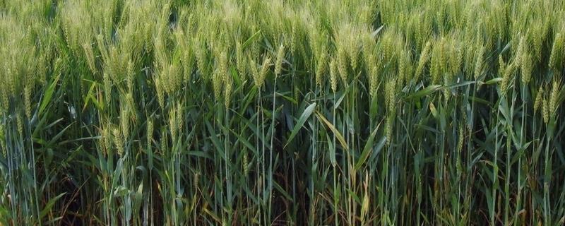 偃丰28小麦品种简介，每亩适宜基本苗16～18万