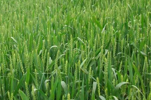 襄麦DH518小麦品种的特性，小穗着生密度稀到中