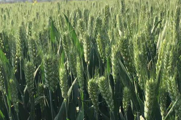 襄麦DH518小麦品种的特性，小穗着生密度稀到中