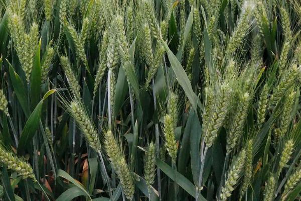 华麦1337小麦品种简介，鄂北10月下旬播种