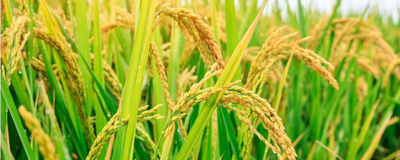 新黄油占水稻品种简介，感温型常规稻品种