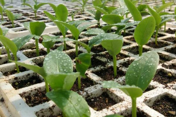 适合家庭室内无土种植的蔬菜，适合种小白菜、小油菜、空心菜等