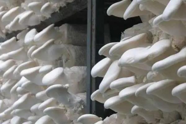 白灵菇的生长要求，生长温度在23℃左右