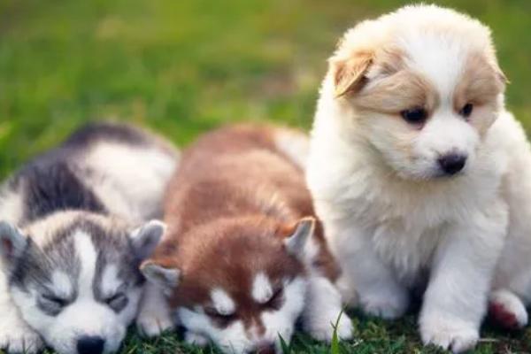 犬细小的潜伏期有多久，潜伏期通常在3至14天之间