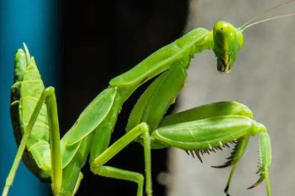 螳螂属于害虫还是益虫，属于农业益虫、可捕食多种害虫