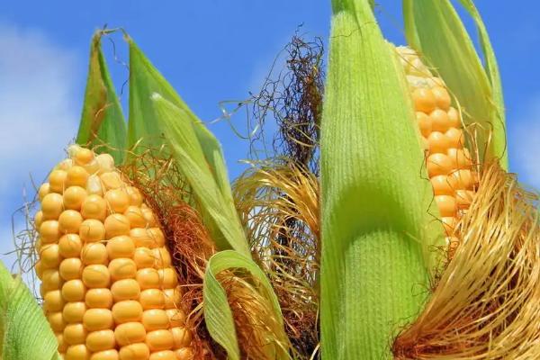 德比美711玉米品种的特性，适宜密度为每亩5500株左右