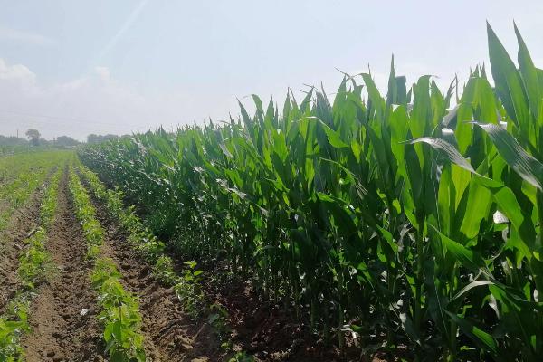 德比美711玉米品种的特性，适宜密度为每亩5500株左右