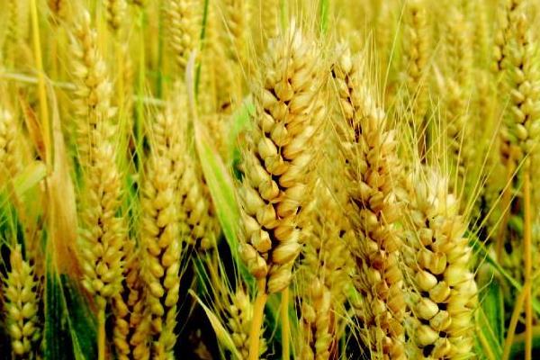 济儒麦22小麦品种简介，适宜播期10月5～20日