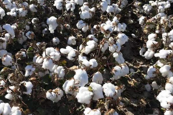 鲁棉312棉花品种的特性，属转基因中熟品种