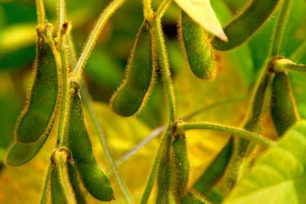 齐鲜1号大豆种子特征特性，鲜食大豆品种