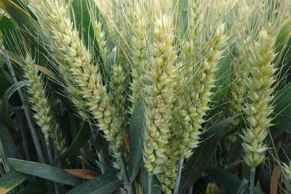 烟农31小麦品种的特性，中抗白粉病