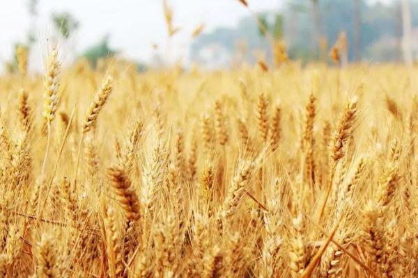 烟农199小麦种子简介，每亩基本苗15～18万