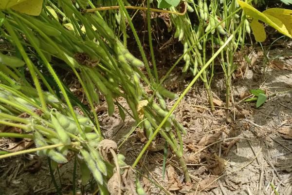 菏育88大豆种子介绍，适宜播期为6月5～20日