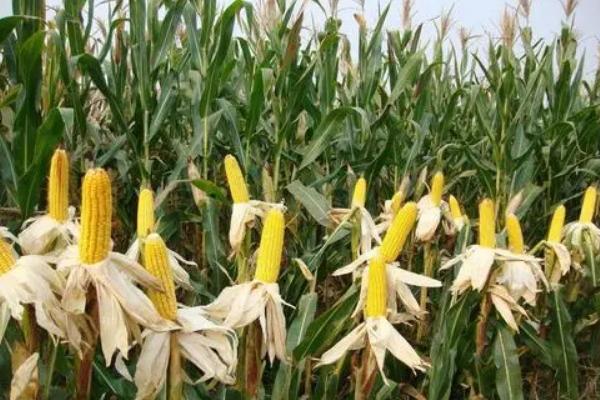 阿玉5866玉米种子特征特性，春播平均生育期111.0天