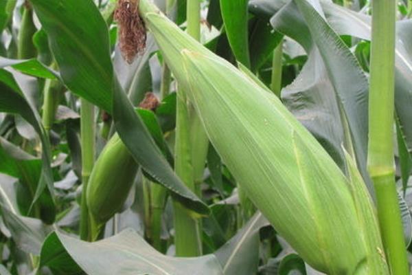 华元玉219玉米种子特征特性，春播平均生育期113.8天