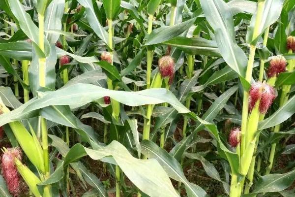 金土地188玉米种子特征特性，春播平均生育期117.9天