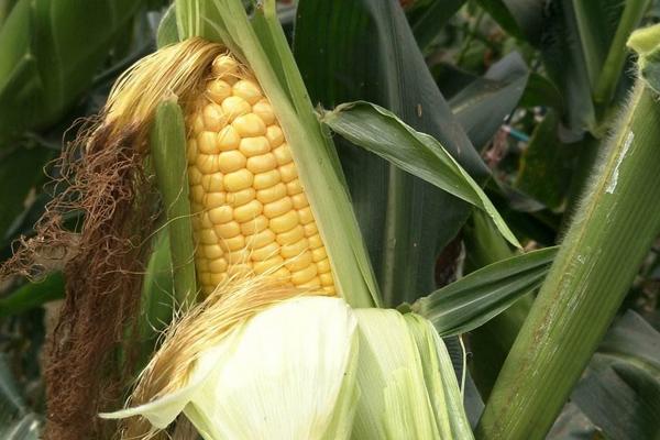 金土地188玉米种子特征特性，春播平均生育期117.9天