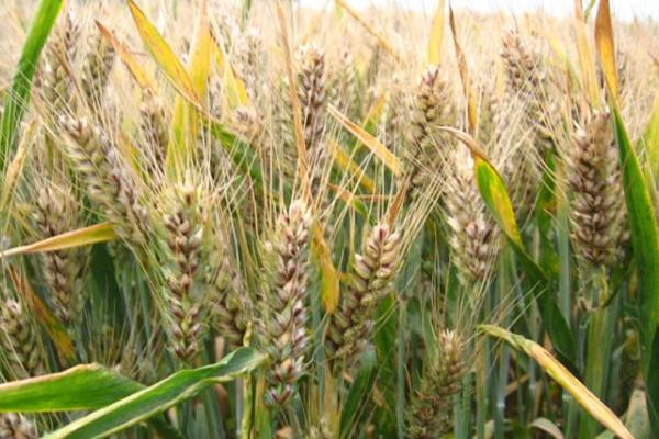 川麦88小麦种子介绍，中抗白粉病
