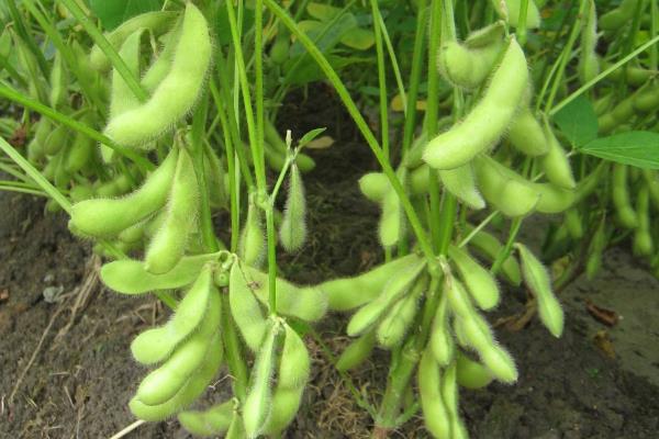 南夏豆45大豆品种简介，大豆6月中下旬播种