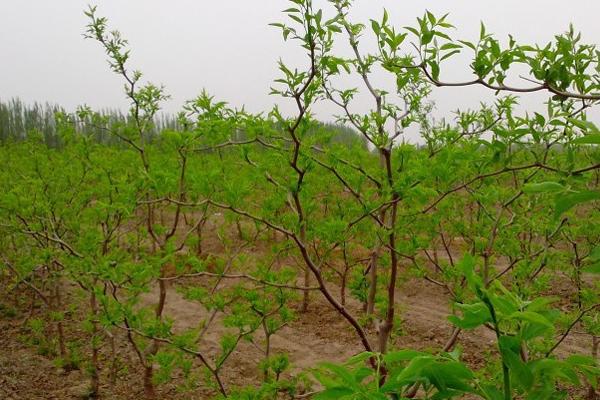 大棚冬枣种植技术，选择树体矮化且丰产优质的品种