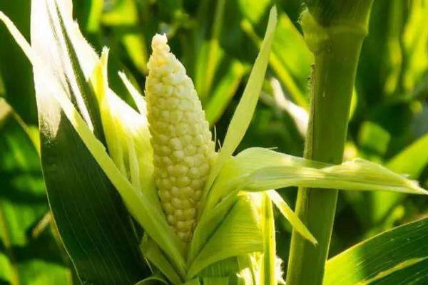 苏糯6号玉米品种的特性，密度3500株/亩左右