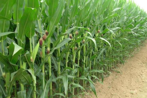 安丰137玉米种子介绍，密度4500—5000株/亩