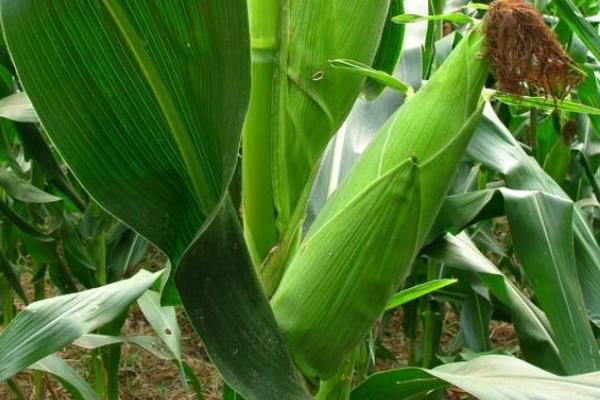 京科376玉米种简介，适宜播种期6月中旬至下旬