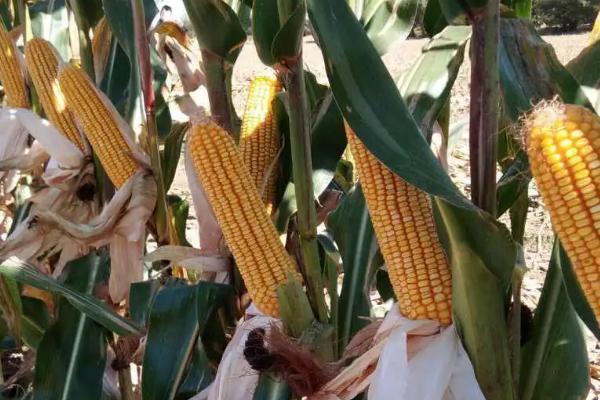 安丰137玉米种子介绍，密度4500—5000株/亩
