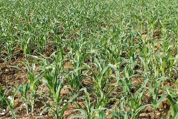 FD707玉米品种的特性，密度4500株/亩左右