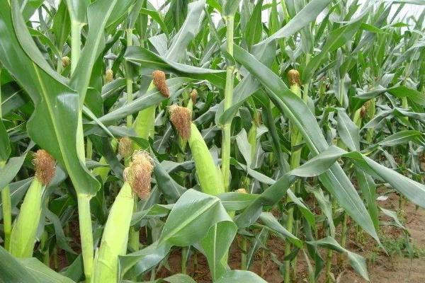 中元2010玉米品种的特性，中抗大斑病