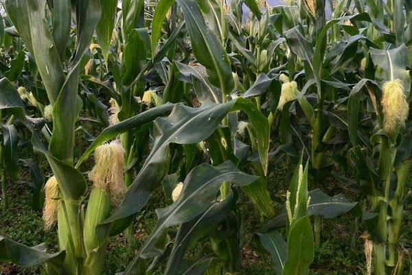 Z710玉米种子介绍，适宜播种期4月下旬至5月上旬