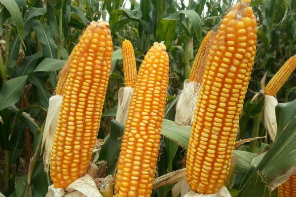 HF1088玉米种子介绍，密度4500株/亩左右
