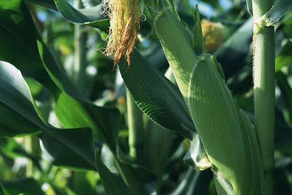 航研8081玉米品种的特性，密度4500株/亩左右