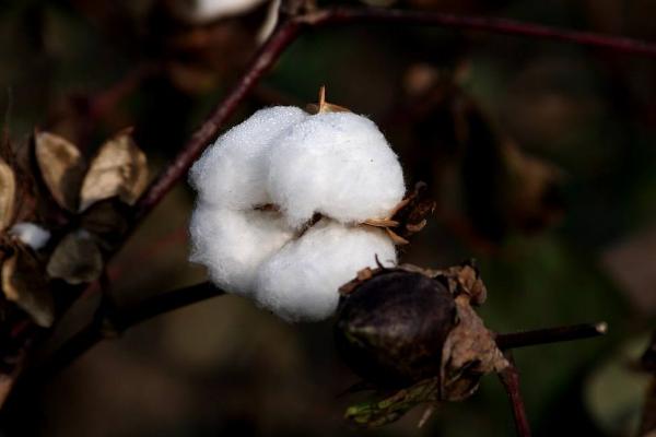 徽棉1号棉花种子介绍，播种期在4月10日至5月1日