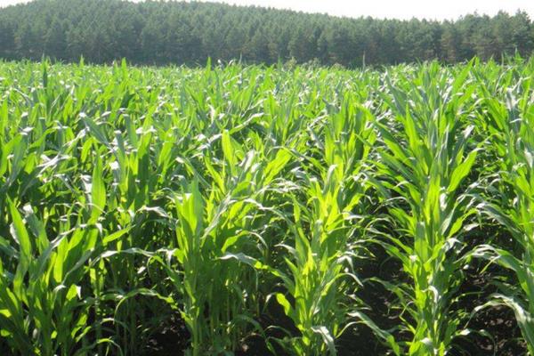 敦科035玉米品种的特性，密度4500株/亩左右