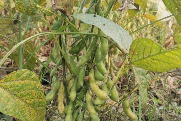 菏豆37大豆种简介，中等肥力地块1万—2万株/亩