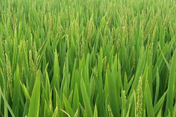 中科发2016水稻种子特点，每亩有效穗数19.5万穗