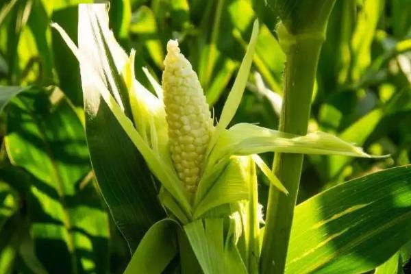吉单17玉米种子介绍，高抗茎腐病