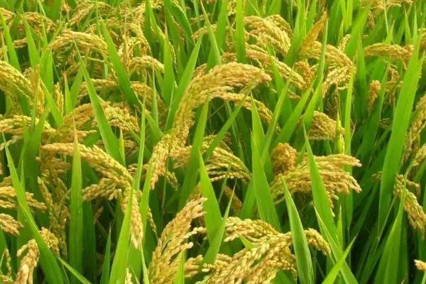 中科发2016水稻种子特点，每亩有效穗数19.5万穗