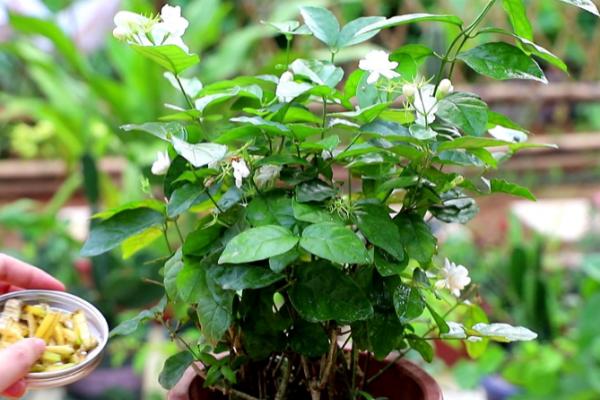 如何自制茉莉花肥，可浸泡液肥或废物堆肥