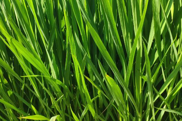 旌优2119水稻种子特点，该品种基部叶鞘绿色