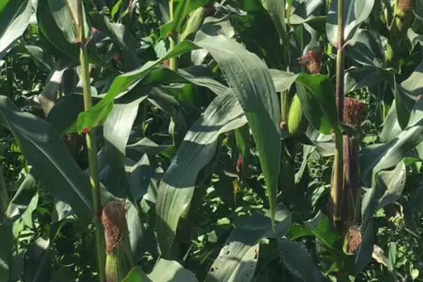 地丰9号玉米种子特点，种植密度4200株/亩