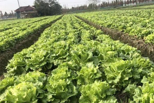 生菜的种植时间，品种和气候不同导致播种时间各不相同