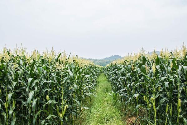 玉米怎么种植，天气良好时要抢墒播种